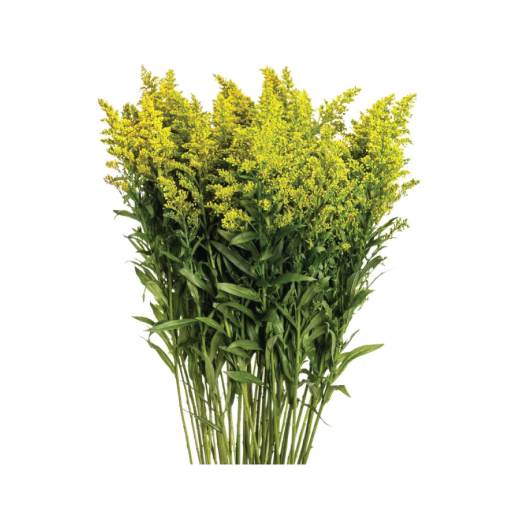 Solidago Golden Glory • Asiri Blooms