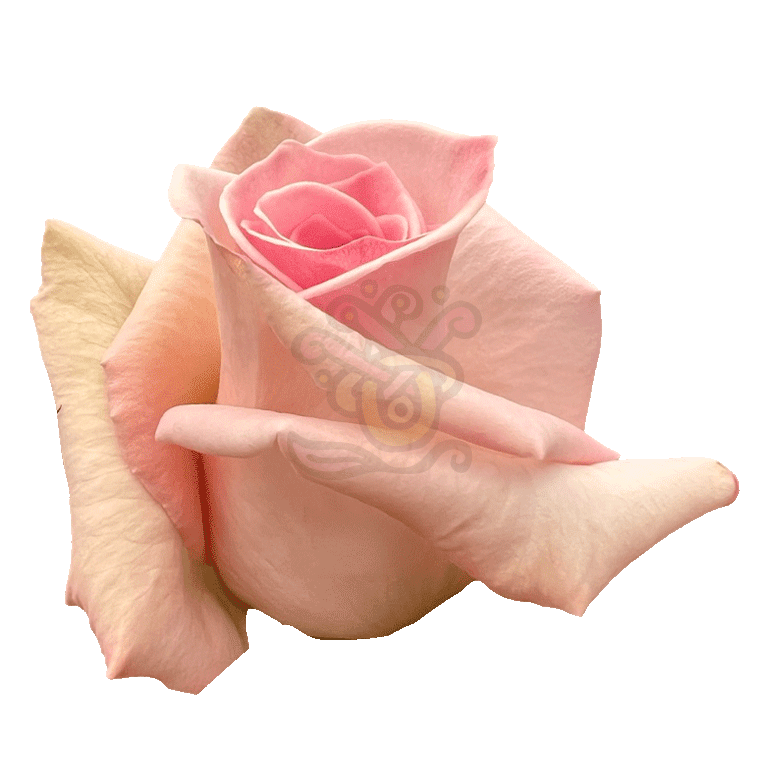 Sophie Roses Light Pink 2
