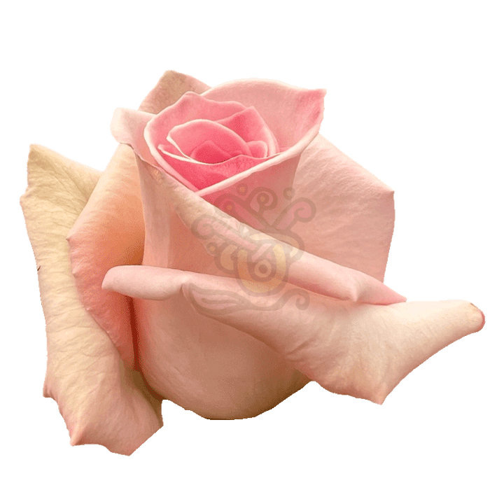 Sophie Roses Light Pink 2