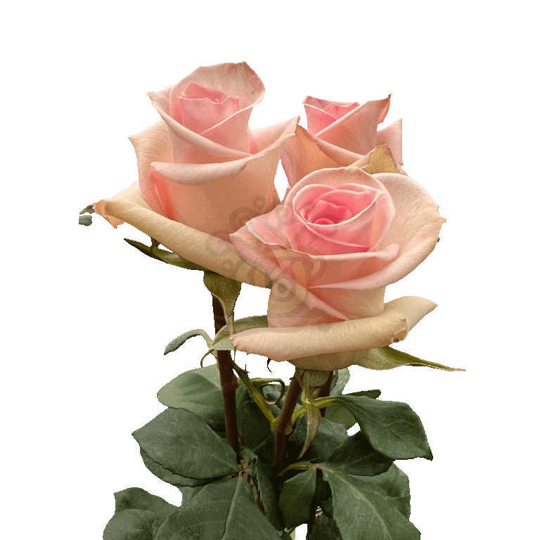 Sophie Roses Light Pink 3