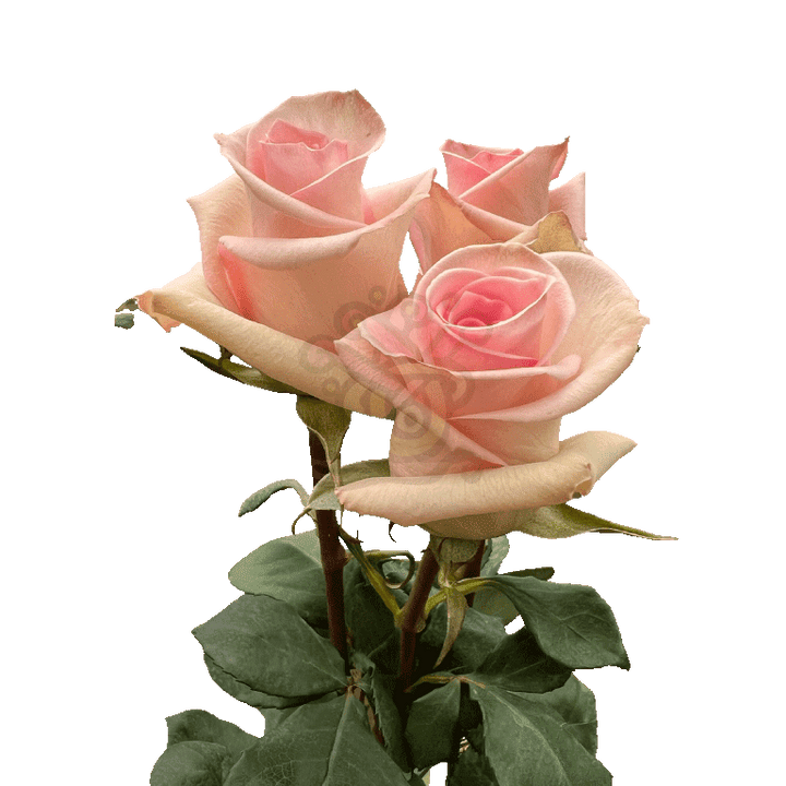 Sophie Roses Light Pink 3