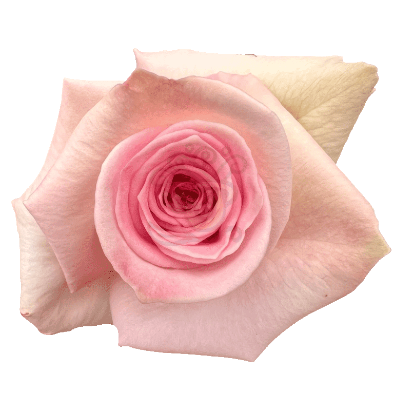 Sophie Roses Light Pink