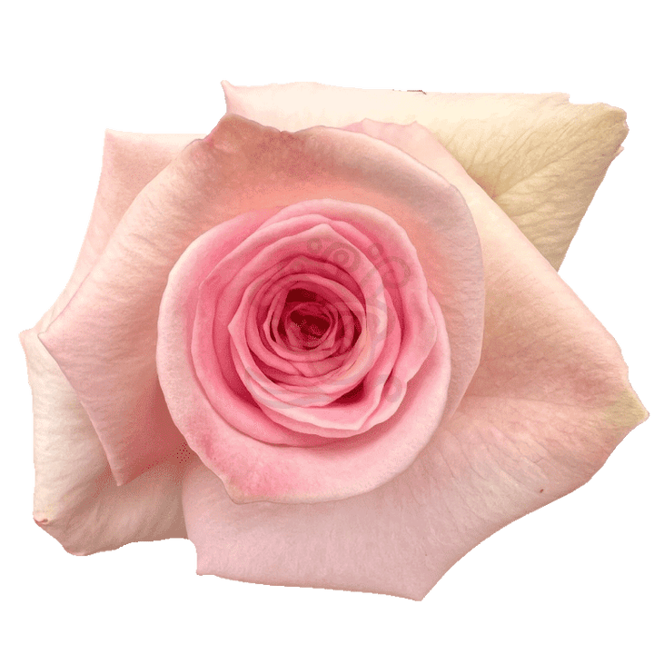 Sophie Roses Light Pink