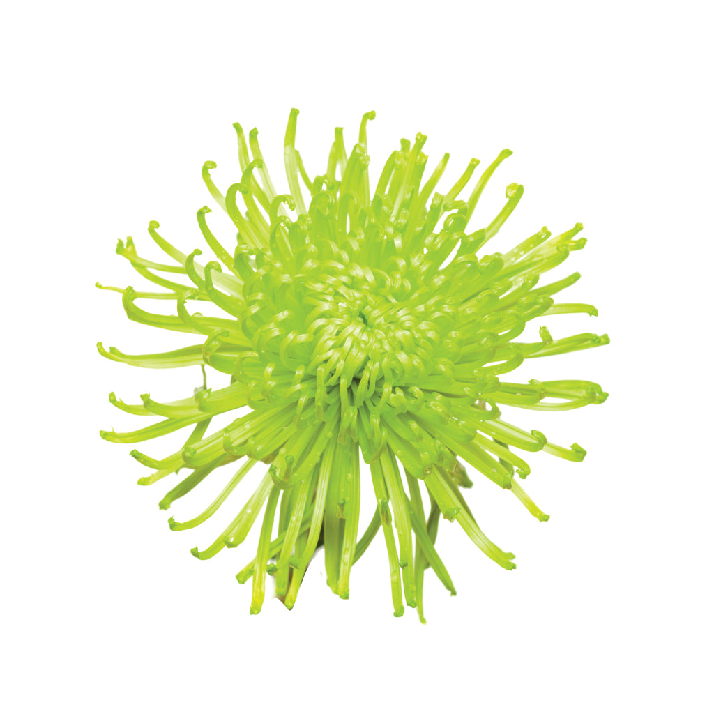 Spider Mums | Wholesale Bulk Flowers | Asiri Blooms