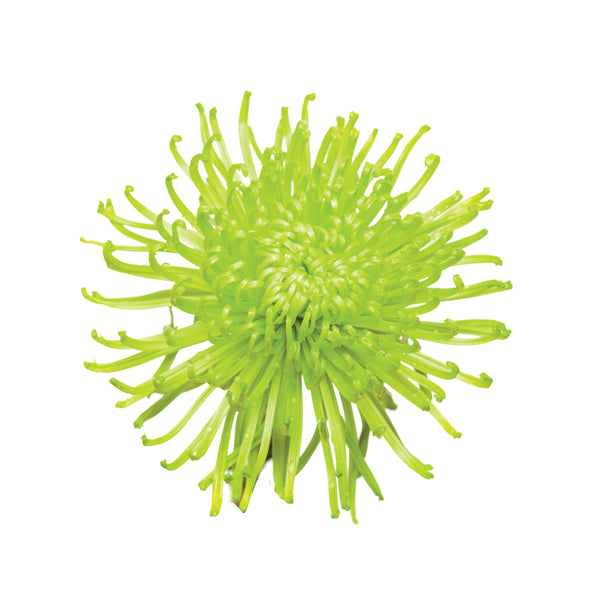 spider mum plants for sale Spider mums • Asiri Blooms