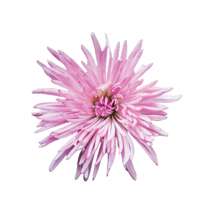 Spider Mums Lilac • Asiri Blooms • Bulk Flowers