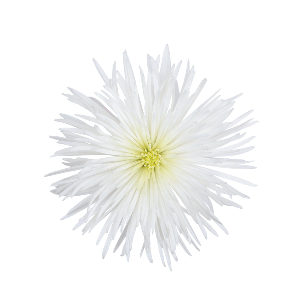 Spider Mums White • Asiri Blooms • Bulk Flowers