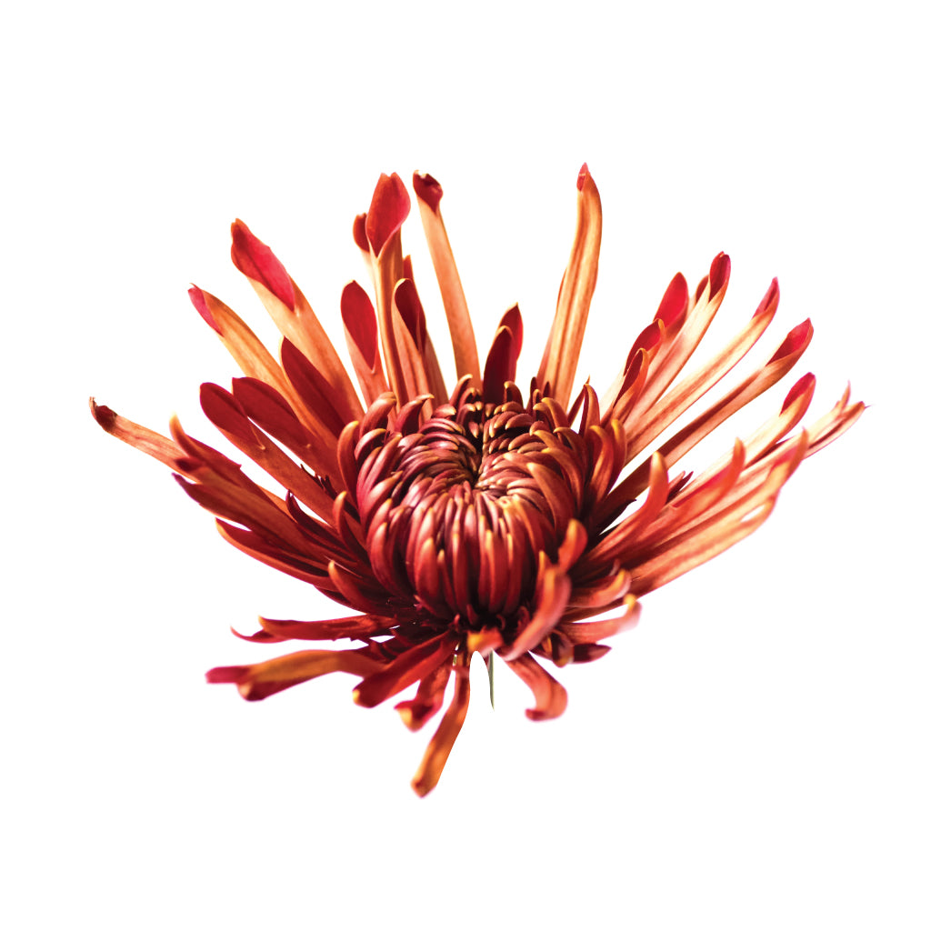 spider mum plants for sale Spider mums • Asiri Blooms