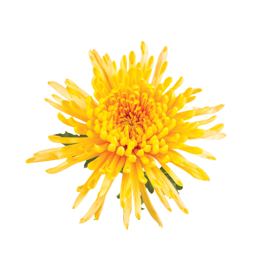Spider Mums Yellow • Asiri Blooms • Bulk Flowers