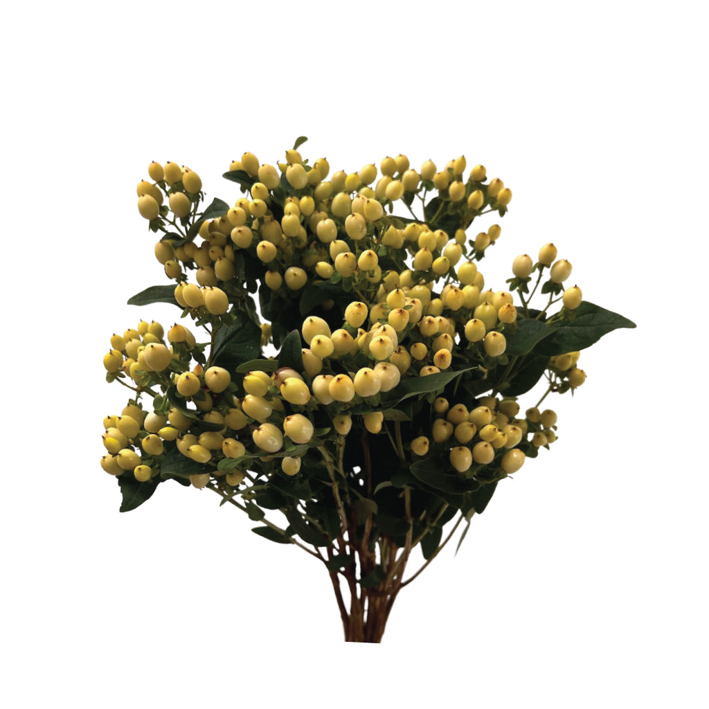 Hypericum spray white