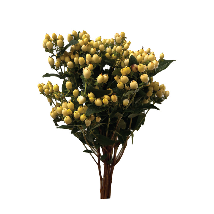 Spray Hypericum Yellow • Asiri Blooms