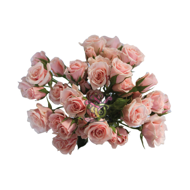 Spray Roses Blush • Asiri Blooms