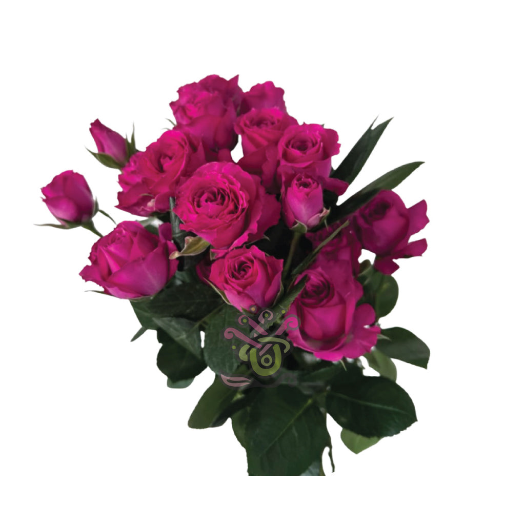 Spray Roses Hot Pink • Asiri Blooms
