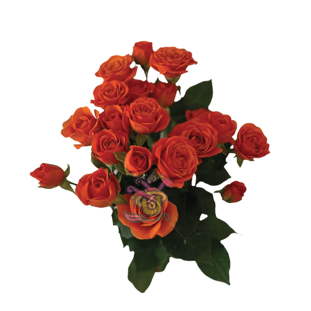 Spray Roses Orange • Asiri Blooms