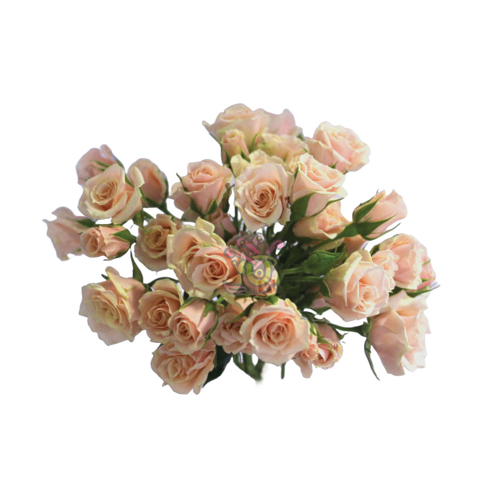 Spray Roses - Asiri Blooms