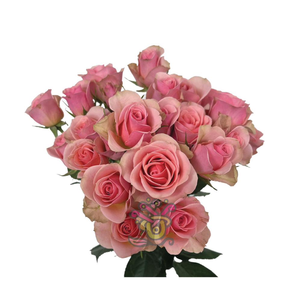 Spray Roses Pink • Asiri Blooms • Bulk Flowers