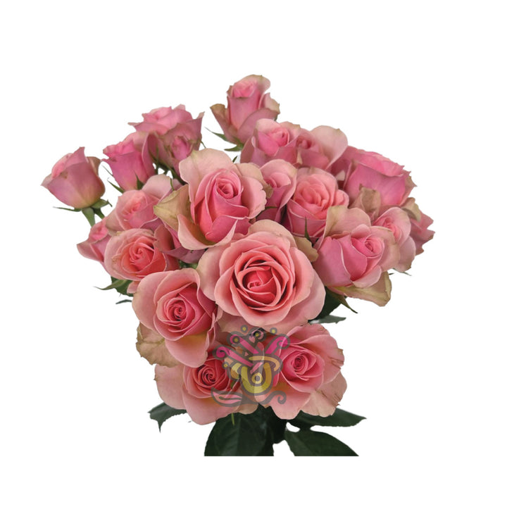 Spray Roses Pink • Asiri Blooms