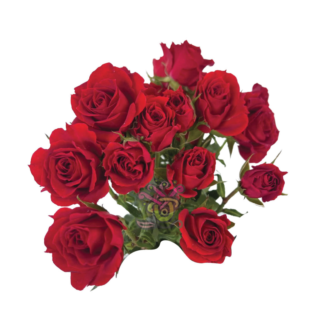 Spray Roses Red • Asiri Blooms