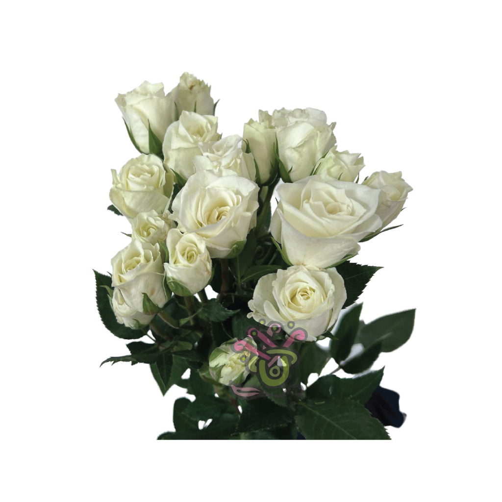 Spray roses white Vivian