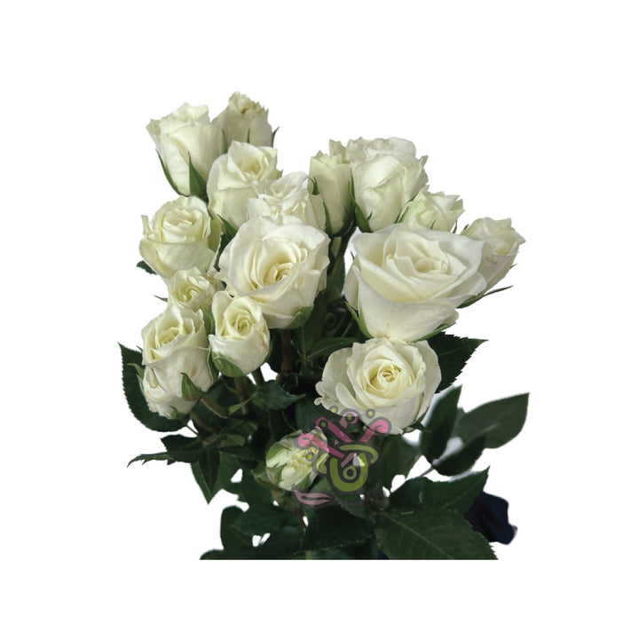 Spray roses white Vivian