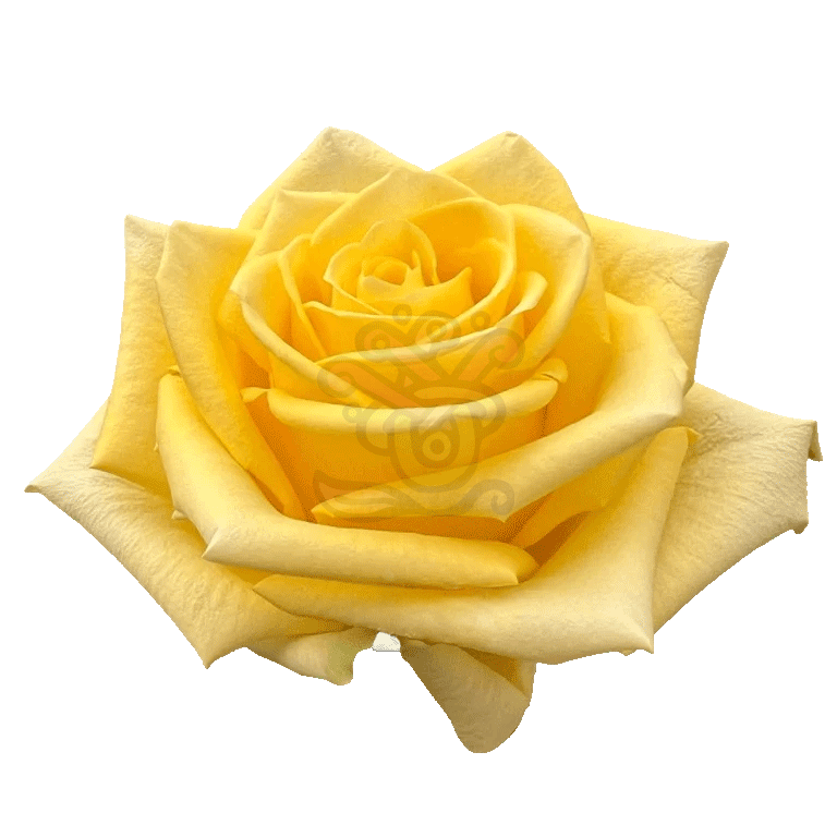 Stardust Roses Yellow 2