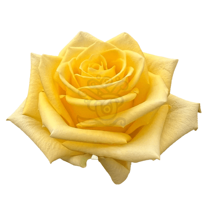 Stardust Roses Yellow 2