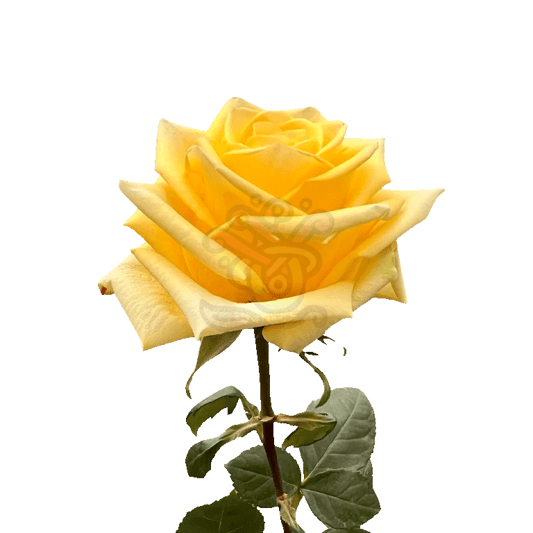 Stardust Roses Yellow 3