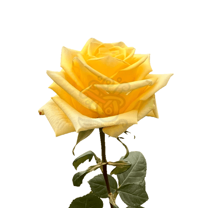 Stardust Roses Yellow 3