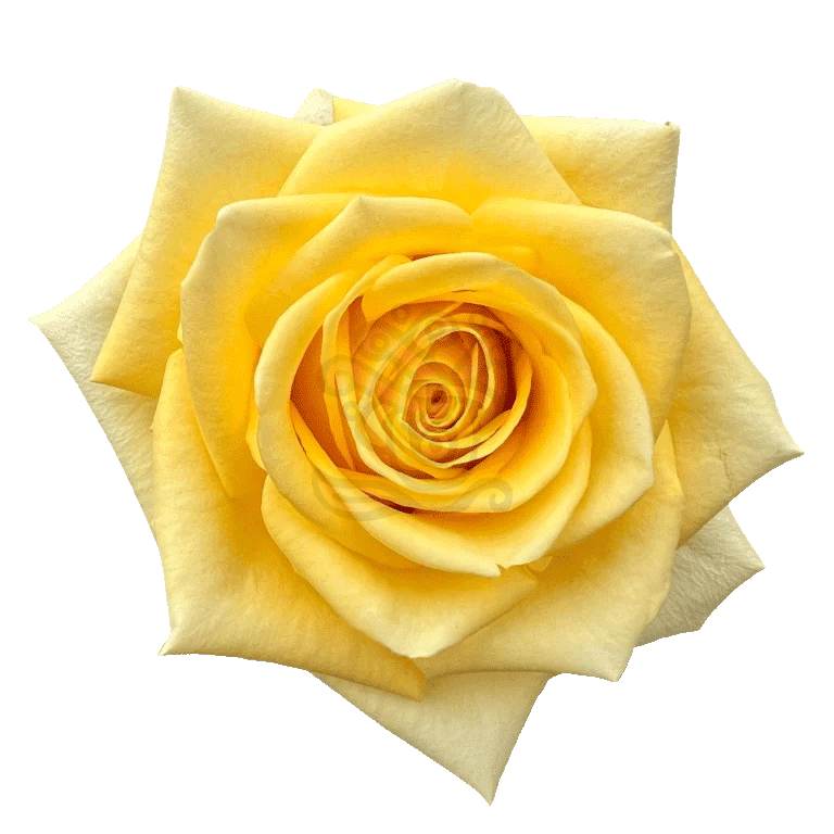 Stardust Roses Yellow