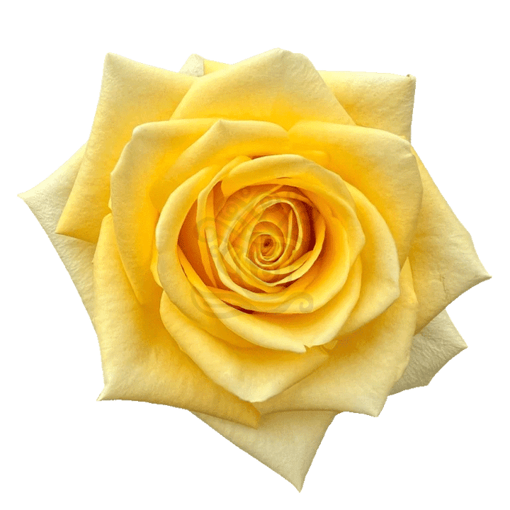 Stardust Roses Yellow