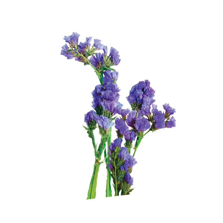 Statice Blue • Asiri Blooms