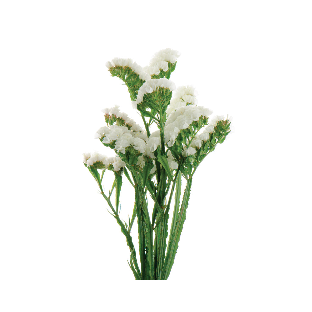 Statice White • Asiri Blooms