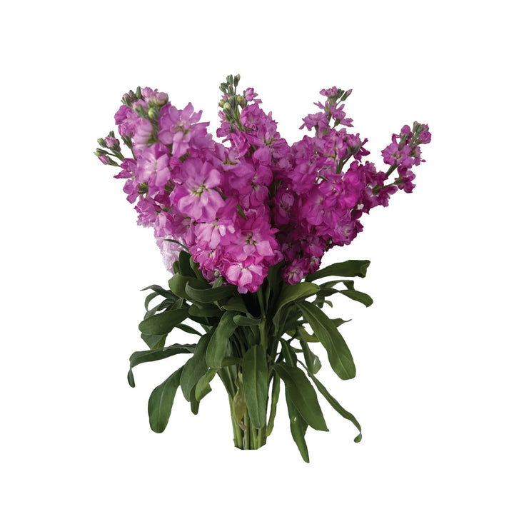 Hot Pink Stock • Asiri Blooms • Bulk Flowers