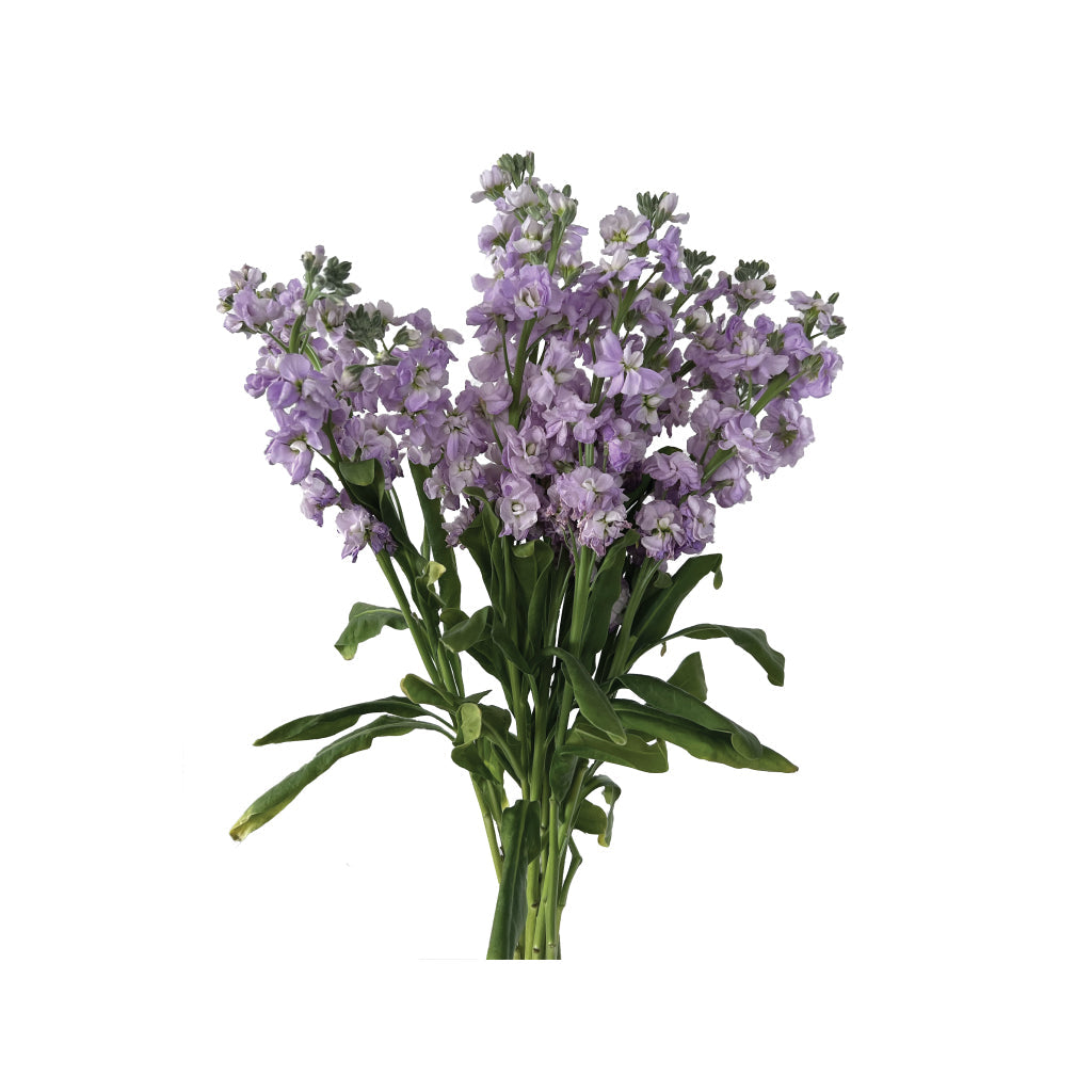 Lavender Stock • Asiri Blooms • Bulk Flowers