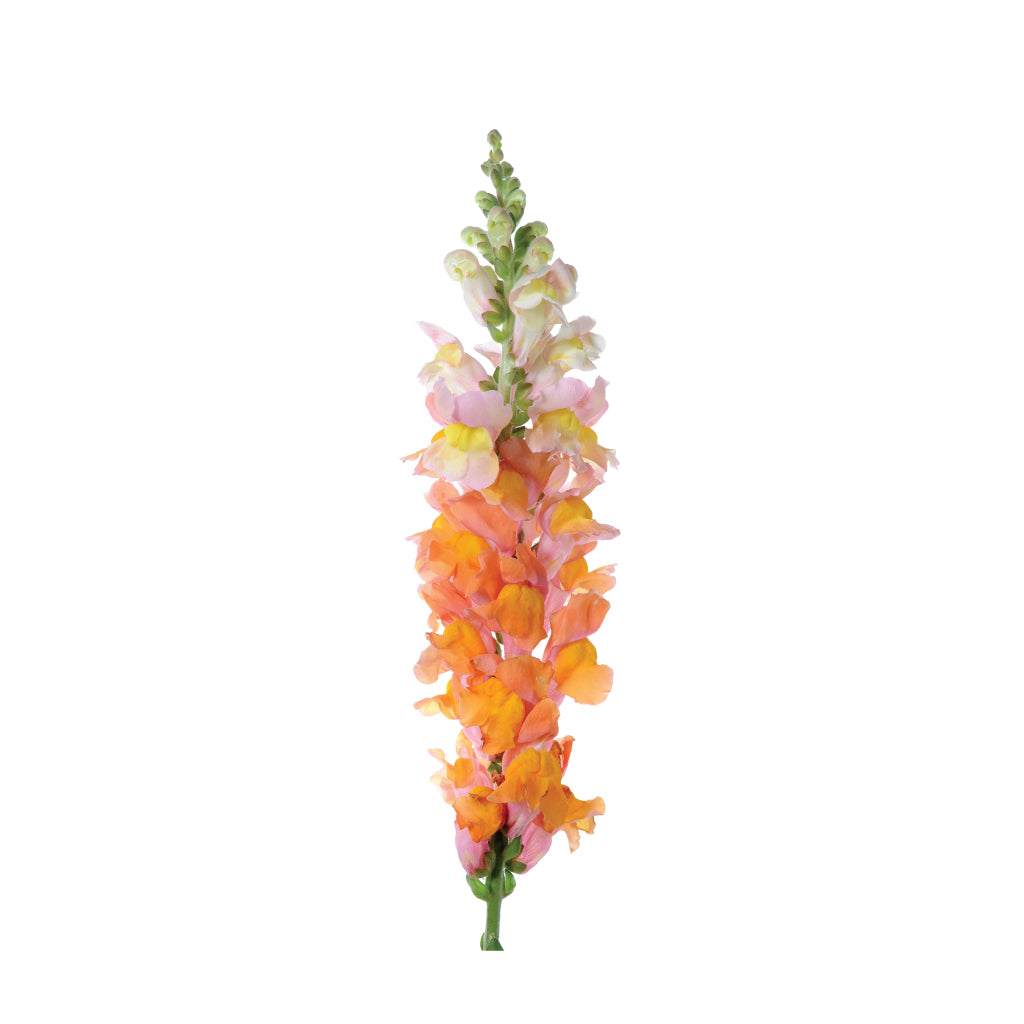 Orange Pink Stock • Asiri Blooms • Bulk Flowers