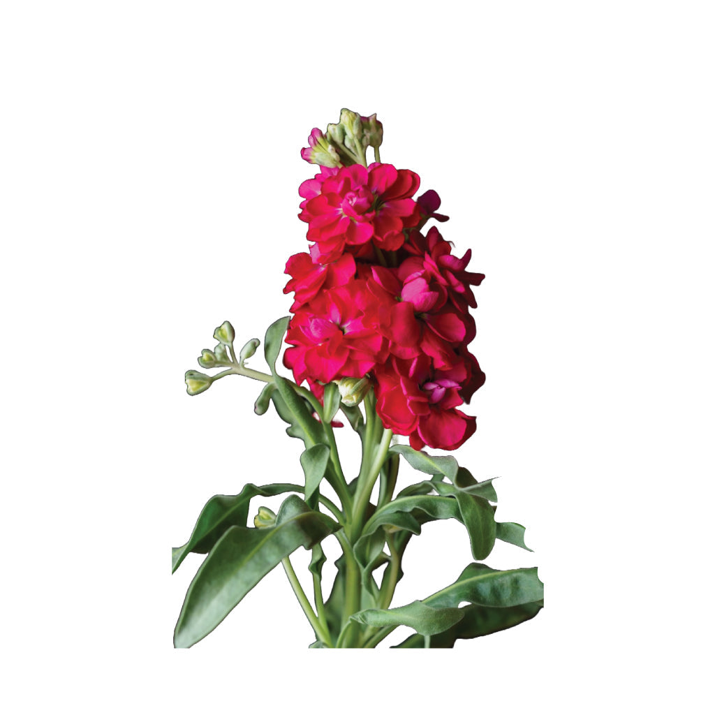 Red Stock • Asiri Blooms • Bulk Flowers