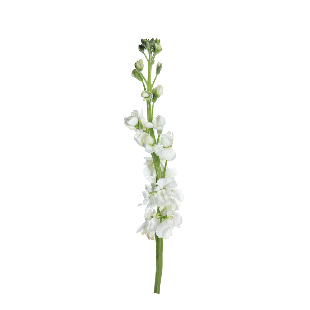 White Stock • Asiri Blooms • Bulk Flowers