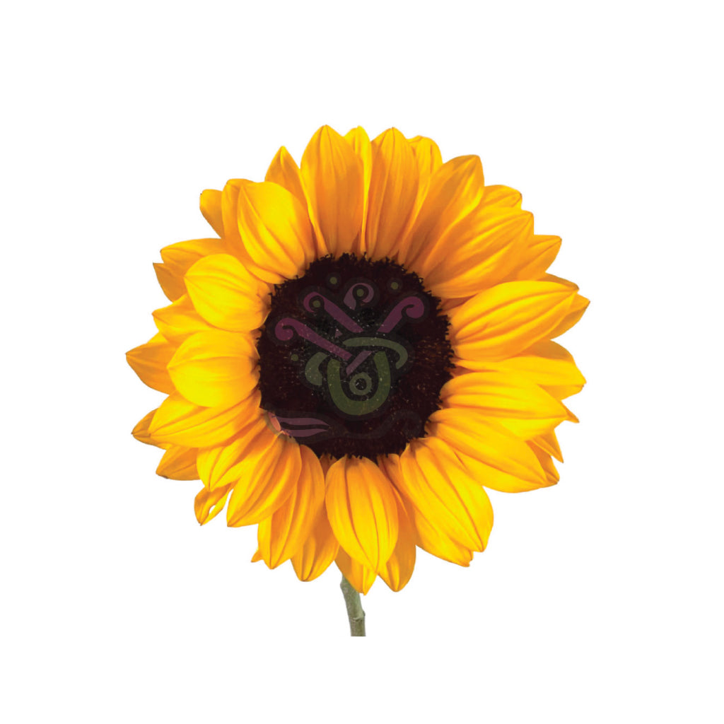 Sun Flowers (Vincent Choice) • Asiri Blooms