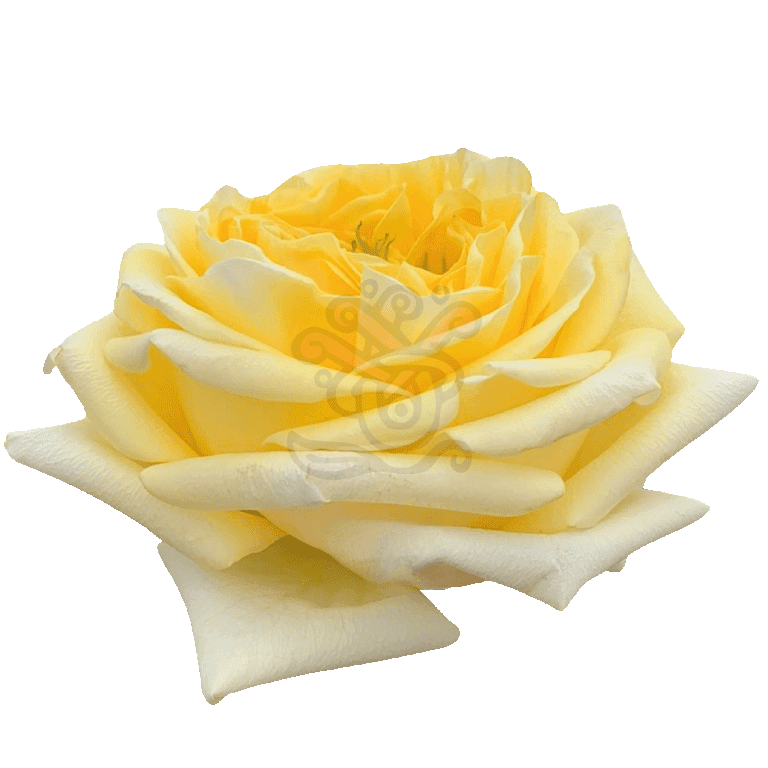 Sunny Days Roses Yellow 2