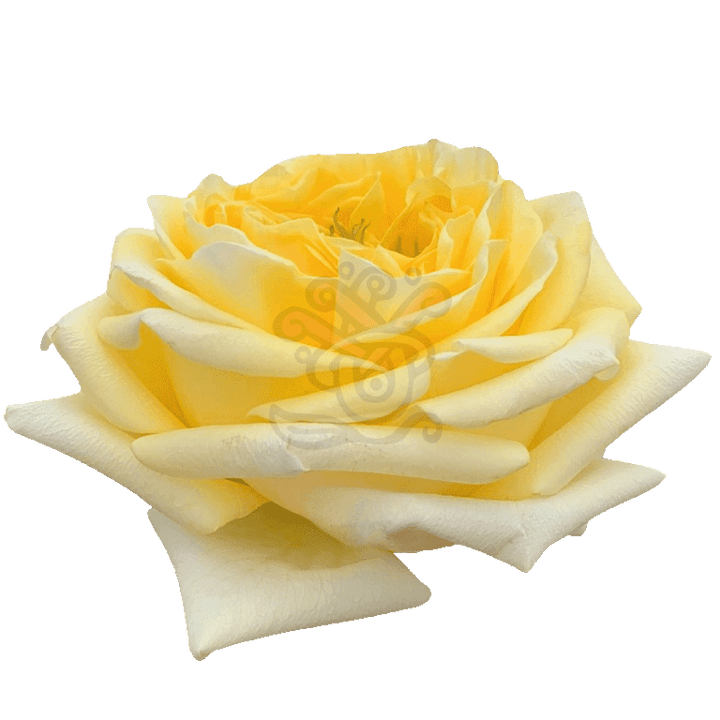 Sunny Days Roses Yellow 2