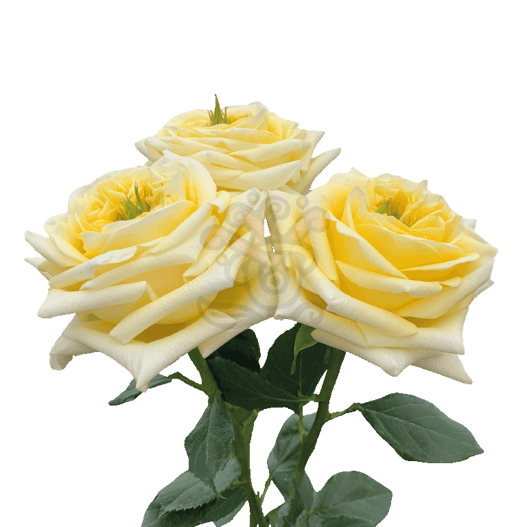 Sunny Days Roses Yellow 3