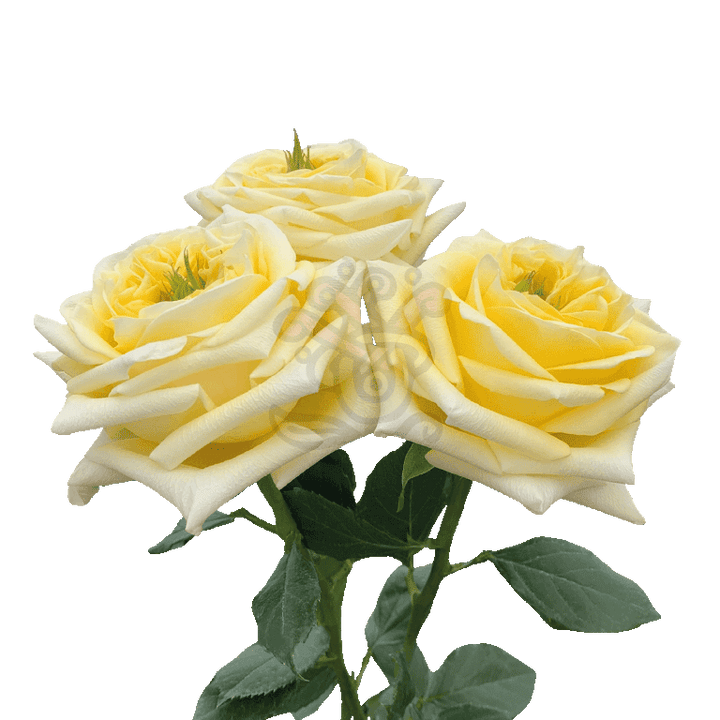 Sunny Days Roses Yellow 3
