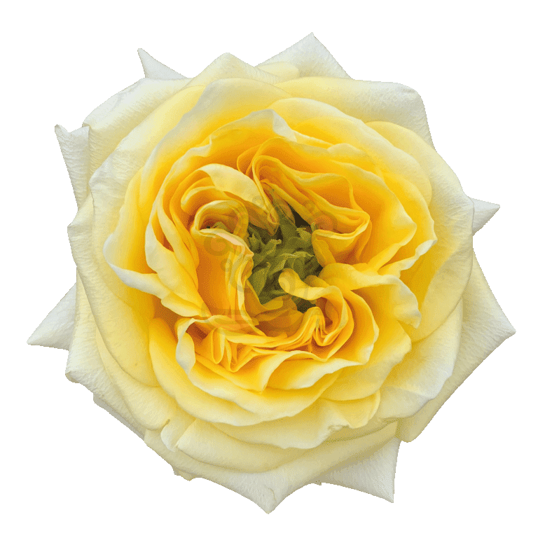 Sunny Days Roses Yellow