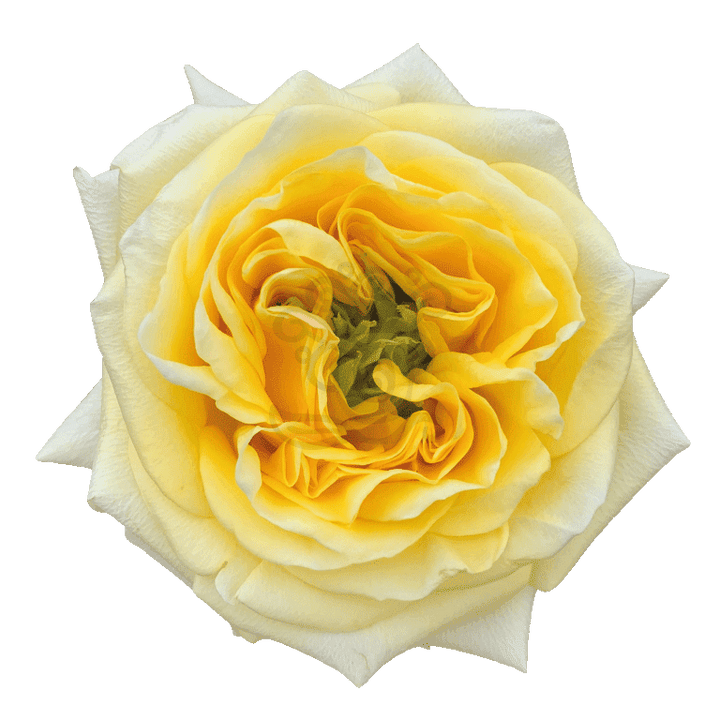 Sunny Days Roses Yellow