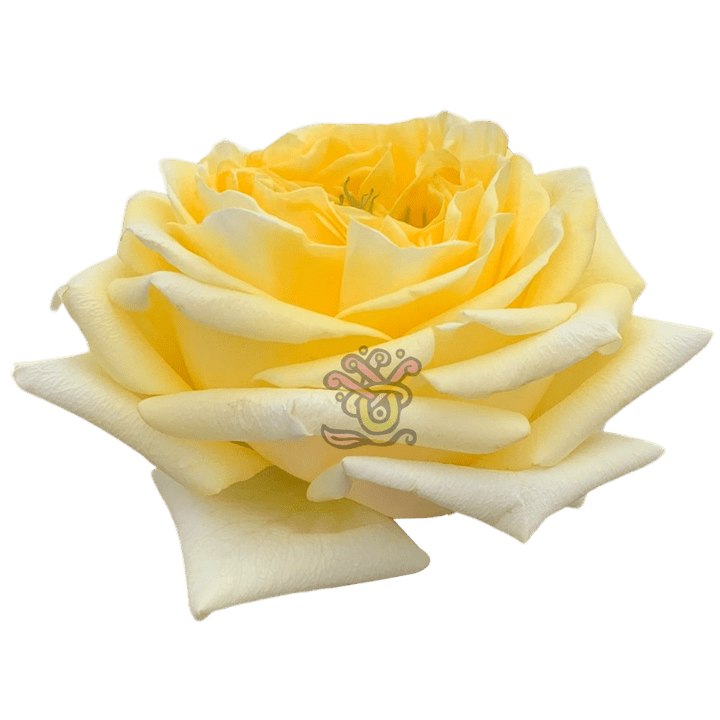 Sunny Days Roses