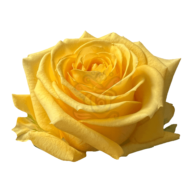 Super Sun Roses Yellow 2
