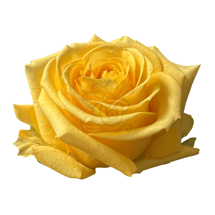 Super Sun Roses Yellow 2
