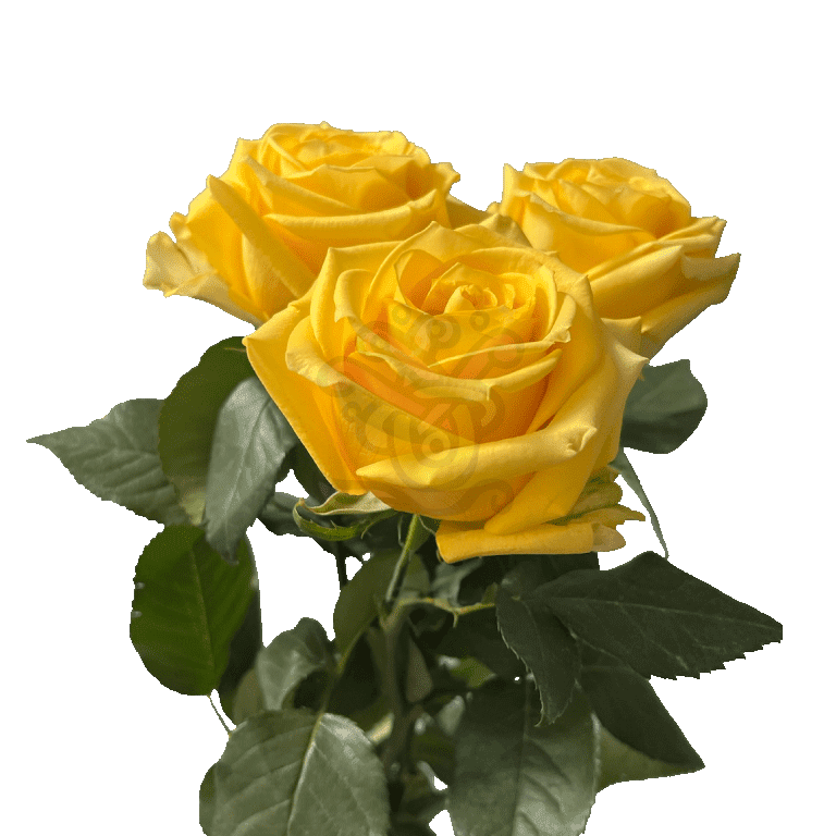 Super Sun Roses Yellow 3