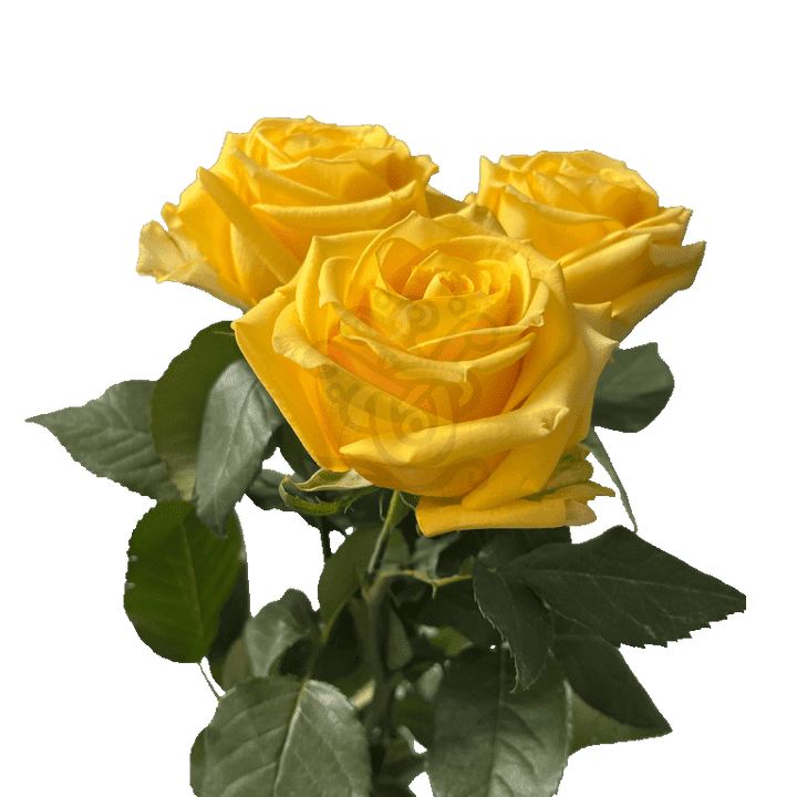 Super Sun Roses Yellow 3