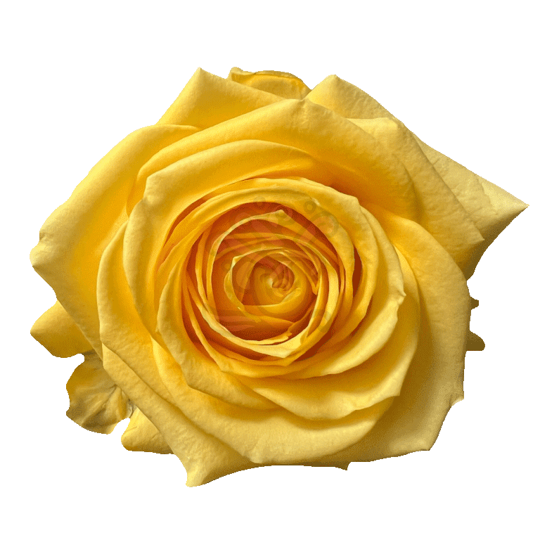 Super Sun Roses Yellow